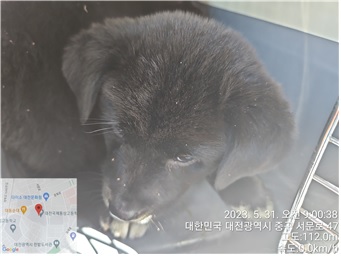 대전동물보호센터_430365202300261